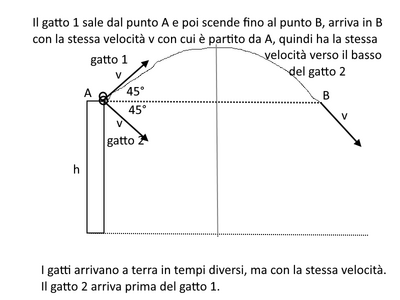 gatto